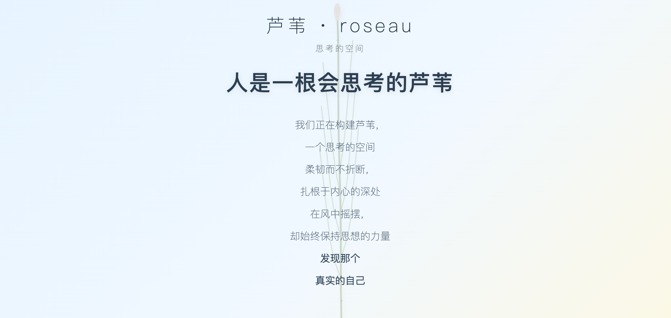 芦苇项目预览